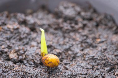 Kaktüs tohumunu toprak bir kaba ekiyorum.