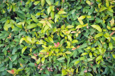 Yeşil ağaç çit hattı görüşü engellemek için bariyer olarak kullanılıyor.