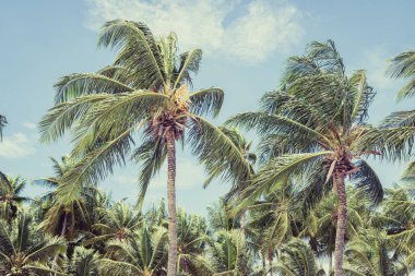 Big tall coconut trees on the beach by the sea with blue sky background