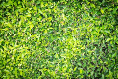 Yeşil Kore banyan ağacı duvarını doğal arkaplan olarak bırakır.