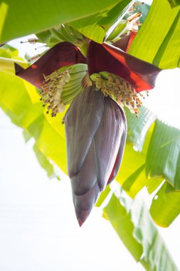 Muz ağacının çiçek açması.