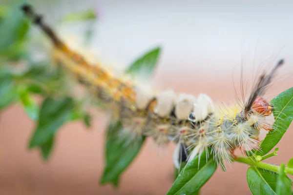หนอนก นใบไม ของพ นหล งธรรมชาต ดอกไม — ภาพถ่ายสต็อก