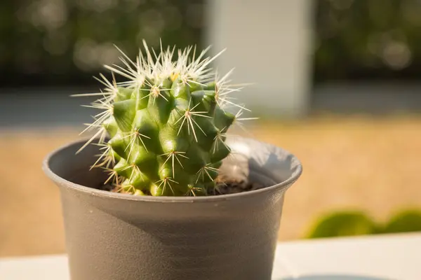 Imagen Primer Plano Small Echinocactus Grusonii Golden Ball Cactus Jardín —  Fotos de Stock