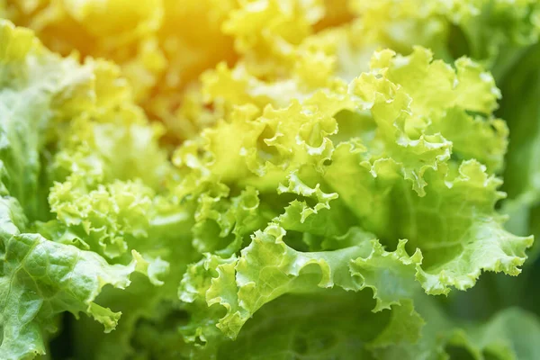 Taze organik Lactuca salata yaprakları yüksek besin değeri olan sativa