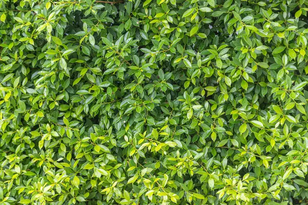 นไม Ficus Annulata กปล กเป นสายร — ภาพถ่ายสต็อก