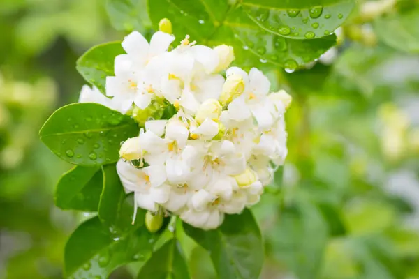 Heart Shaped White Glass Murraya Flower Soft Refreshing Scent — Stock Photo, Image