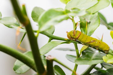Yeşil tırtıllar kaffir limon yapraklarının yavrularını kemiriyor..