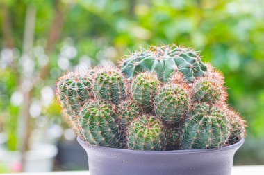 Ekinopsis calochlora kaktüsü ve yeşil doğa arka planı.