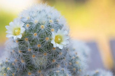Mammillaria schiedeana ile küçük beyaz çiçek yeşil bulanık bokeh doğa arka plan, acemi için kolay kolej küçük kaktüs koyabilirsiniz çalışma masasının pencerelerine yakın ve büyümesini görebilirsiniz