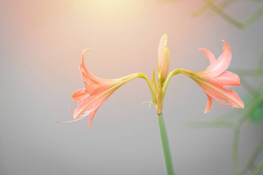 Hippeastrum johnsonii çiçek bahçenin arka planında