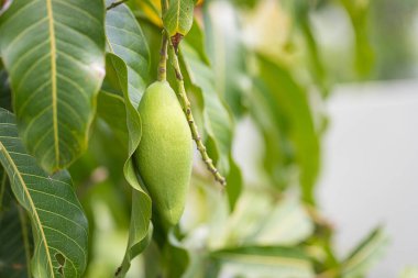 Ağacın üzerinde çiğ Nam Dok Mai mangosu