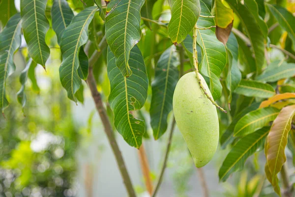 Nam Dok Mai mangosu Bahçedeki ağaçta