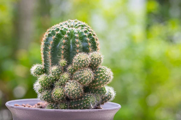 Echinopsis calochlora cactus in pot with green nature background