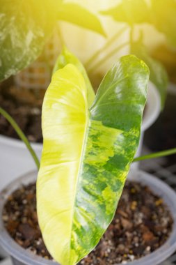 Benekli ağaç koleksiyoncuları ile birlikte Philodendron Burle Marx çeşitlendirilmiş yaprak dokusu yakın görüntüsü