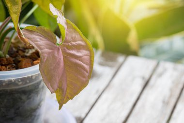 Benekli ağaç toplayıcılarıyla birlikte popüler olan Sengonyum Melez Pembe Yaprak Dokusunun yakın görüntüsü