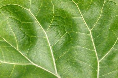 Ficus Lyrata dokusunun yakın görüntüsü Benekli ağaç toplayıcılarıyla popüler