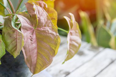 Benekli ağaç toplayıcılarıyla birlikte popüler olan Sengonyum Melez Pembe Yaprak Dokusunun yakın görüntüsü