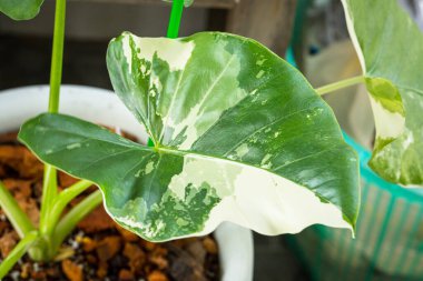 Alocasia makrokorrhizos marihuana çeşitleri ev dekore etmek için koymak benekli ağaç toplayıcıları ile popüler.