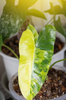 Benekli ağaç koleksiyoncuları ile birlikte Philodendron Burle Marx çeşitlendirilmiş yaprak dokusu yakın görüntüsü