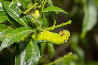 Yeşil solucan çiçeklerin üstündeki yaprakları buduyor.
