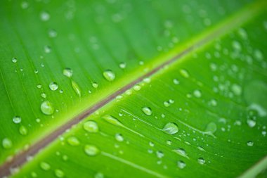 Su damlası desenli muz yaprağı doğal arkaplan