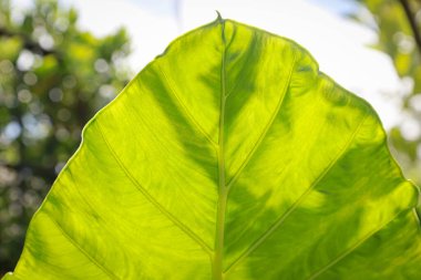 Alocasia makrhizos 'un altındaki desen ışığın nüfuz ettiği dokuyu terk eder.
