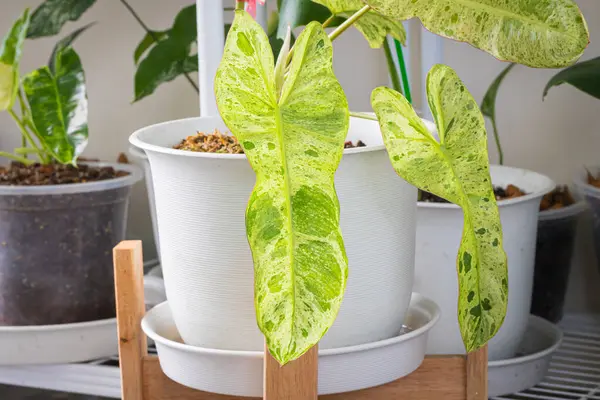 Philodendron Paraiso Verde 'nin yakın plan görüntüsü, benekli ağaç koleksiyoncuları ile Popüler ile tencerede bulunan çeşitli yaprak dokusu