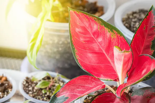 stock image Aglaonema Super Red Star in pot put in house for decorate with Popular with spotted tree collectors.