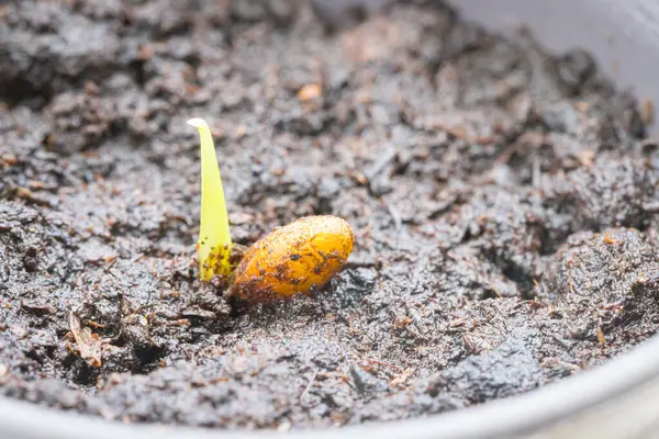 stock image Planting the sapling cactus seed in a pot of soil