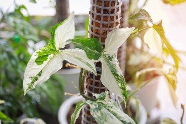 Sengonyum Podophyllum 'u kapatın. Bahçedeki beyaz çeşitlilik.