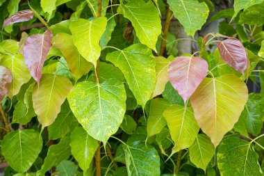 Kalp şeklinde bodhi yaprakları ağaçlarda, doğa arka planında.