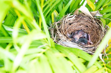 Kuşlar ağaçtaki yuvalarında yumurtadan çıkıyorlar.
