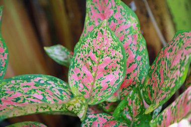 Güzel aglaonema süslemesi Bahçede koyu pembe ve yeşil yapraklar