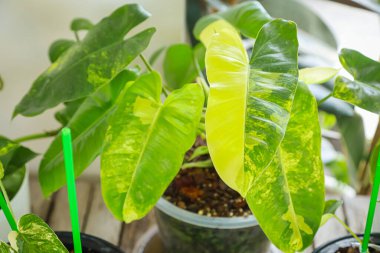 Benekli ağaç koleksiyoncuları ile birlikte Philodendron Burle Marx çeşitlendirilmiş yaprak dokusu yakın görüntüsü