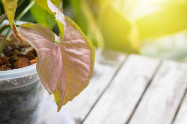 Benekli ağaç toplayıcılarıyla birlikte popüler olan Sengonyum Melez Pembe Yaprak Dokusunun yakın görüntüsü