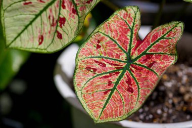 Çilek yıldızı Caladium yaprak damarını kapat