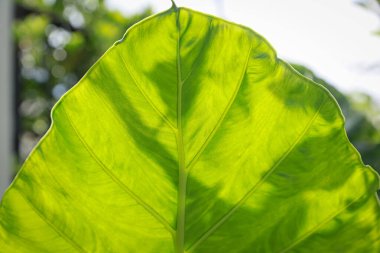 Alocasia makrhizos 'un altındaki desen ışığın nüfuz ettiği dokuyu terk eder.