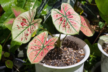 Caladium Strawberry Star güzel ve benzersizdir. Benekli bitki koleksiyoncuları arasında popülerdir.