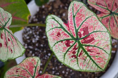 Caladium Strawberry Star güzel ve benzersizdir. Benekli bitki koleksiyoncuları arasında popülerdir.