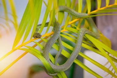Altın ağaç yılanı ya da chrysopelea ornata bahçede ince kamufle edilir.