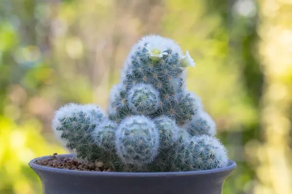 Stock image Mammillaria schiedeana with littel White flower in green blur bokeh nature background, easy for beginner plan to collec small cactus can put near to the windows on the work table and see it growing