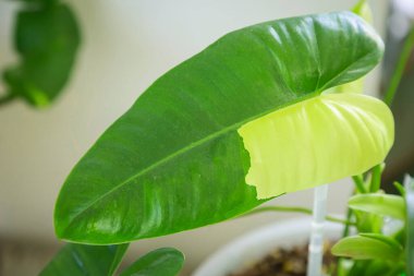 Benekli ağaç koleksiyoncuları ile birlikte Philodendron Burle Marx çeşitlendirilmiş yaprak dokusu yakın görüntüsü