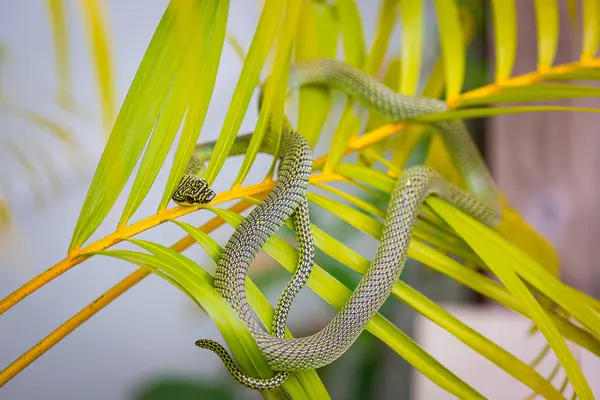 stock image Golden Tree Snake Or Chrysopelea ornata is subtly camouflaged in the garden