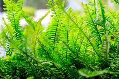 ferns leaves green foliage natural