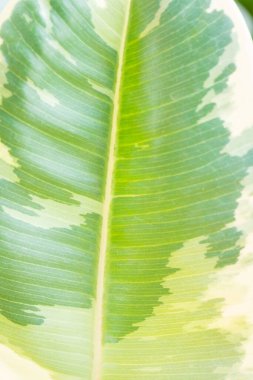 Close-up view of new leaf growth with red stripes of Ficus elastica variegata tree, Popular with spotted tree collectors clipart