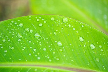 Su damlası desenli muz yaprağı doğal arkaplan