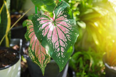Caladium bicolor ya da Gargen bitkisinin arka planında pembe desenli Bon Si Hok Long