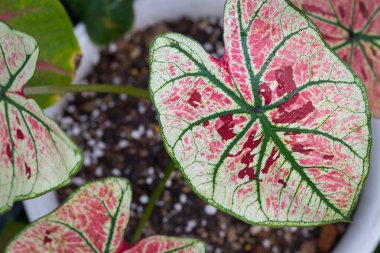 Caladium Strawberry Star güzel ve benzersizdir. Benekli bitki koleksiyoncuları arasında popülerdir.