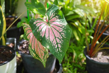 Caladium bicolor ya da Gargen bitkisinin arka planında pembe desenli Bon Si Hok Long