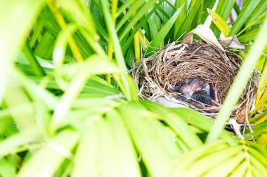 Kuşlar ağaçtaki yuvalarında yumurtadan çıkıyorlar.
